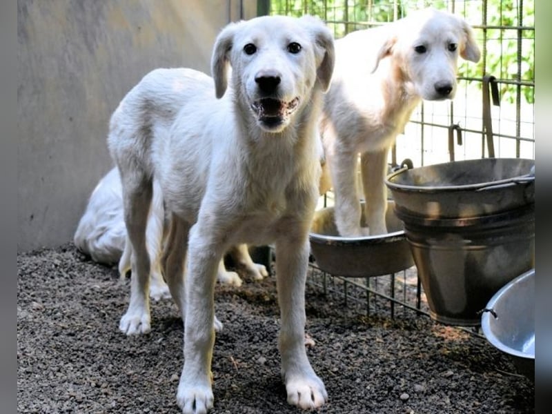 Ravelyn - Weiß, klug und wunderschön