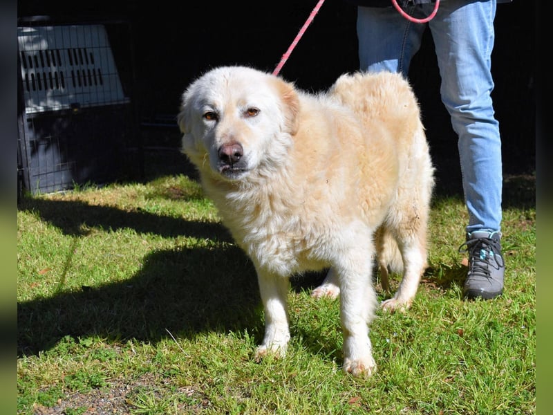 Fyona - Hell wie das Licht