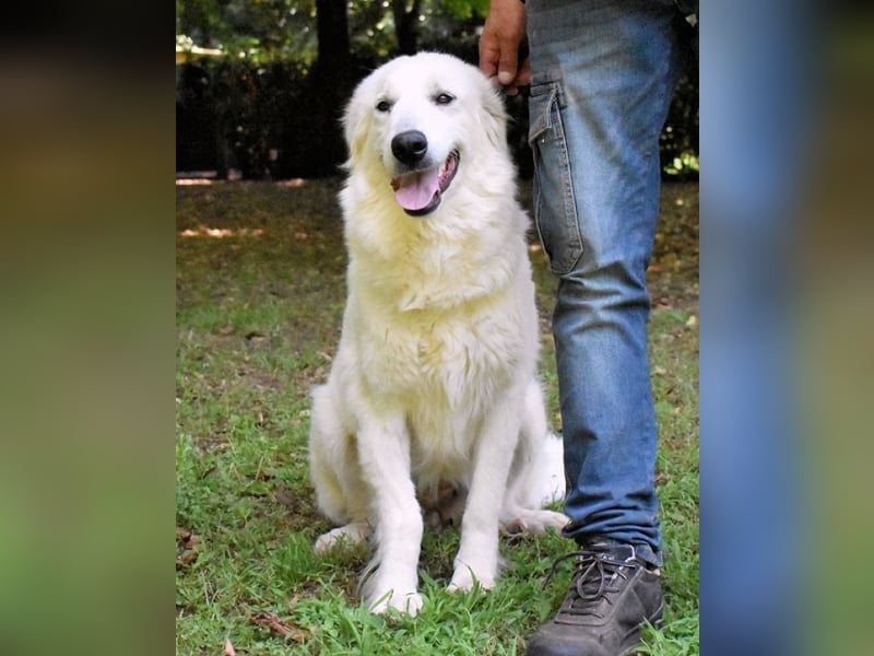 Ariotte - Weiße Schönheit liebt Menschen und sucht Dich!