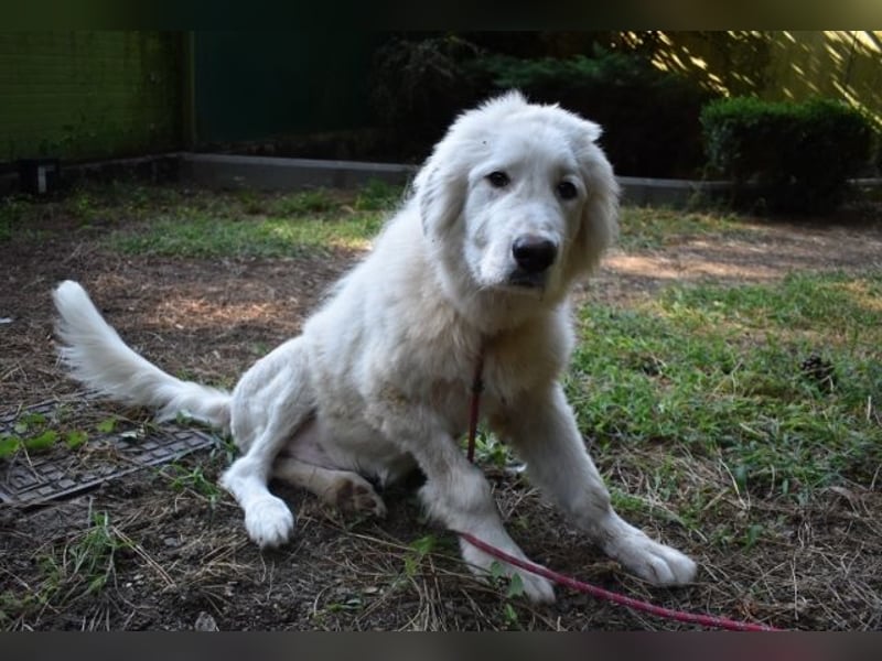 Leofric - Kleiner Löwe hat Großes vor
