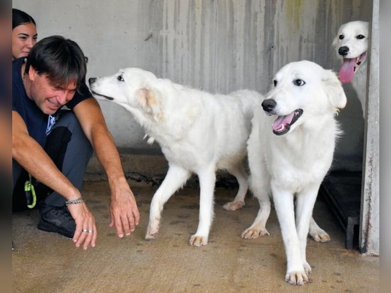 Harriette - weiß, es wird einmal ein Wunder gescheh'n