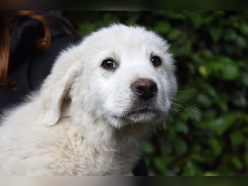 Hirion - So kleine Herzen...