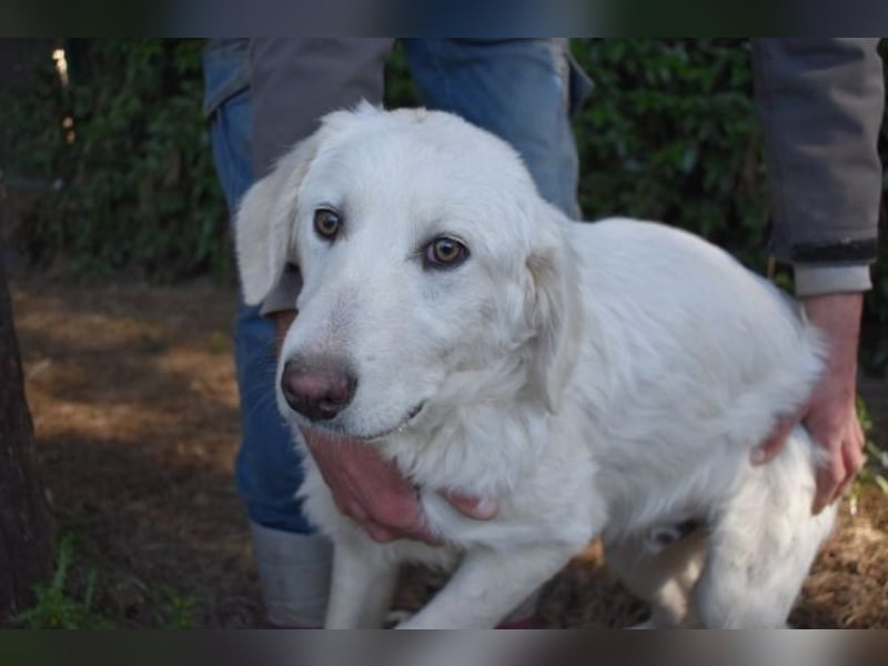 Sylvain - So jung und so chancenlos ...