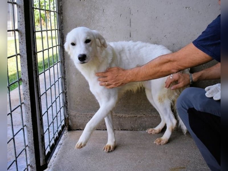 Habriel - weiß, es wird einmal ein Wunder gescheh'n