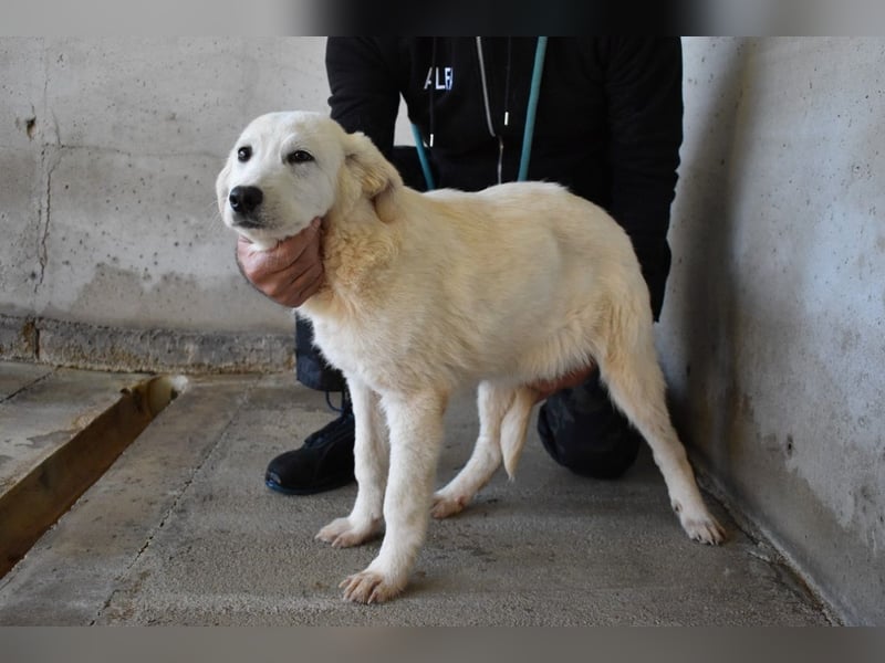 Ryther - Für diese traurige Geschicht...