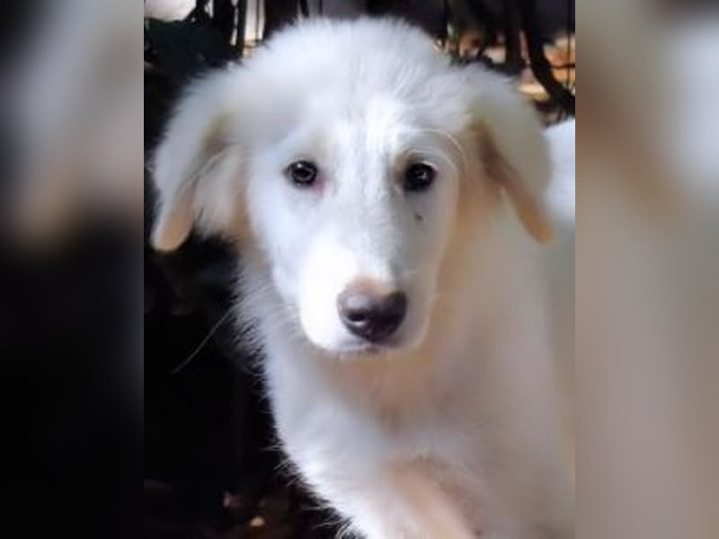 Cedro - Verständnis, Liebe & Geduld!