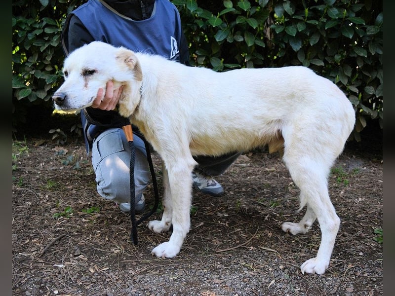 Talete - NOTFALL - Wenn man ehrlich ist