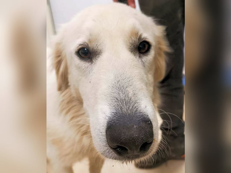 Ariotte - Weiße Schönheit liebt Menschen und sucht Dich!