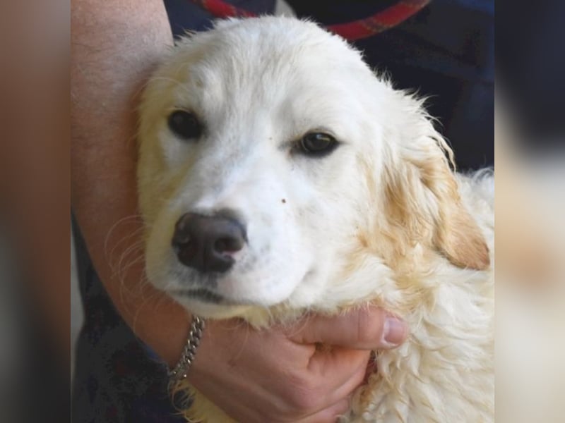 Habriel - weiß, es wird einmal ein Wunder gescheh'n