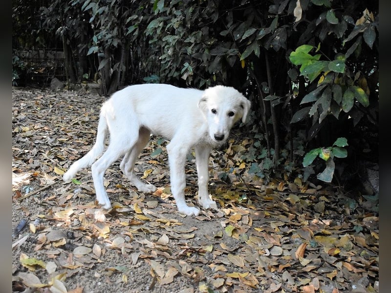 Calendula - Was noch nicht ist, kann immer noch werden!