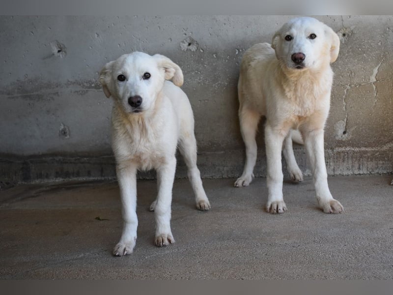 Roderico - Für diese traurige Geschicht...