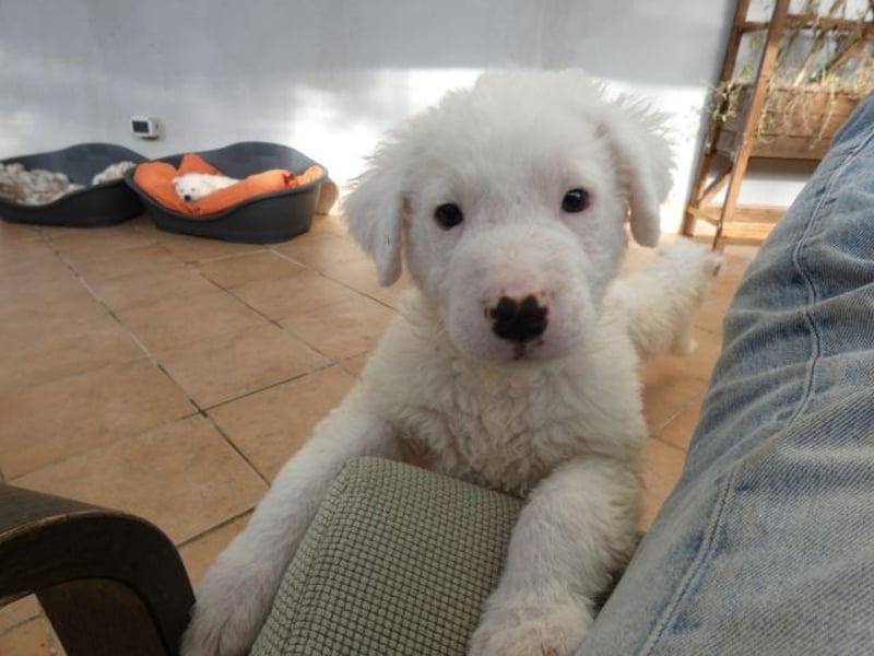 Boss - So viel Abenteuerliches...