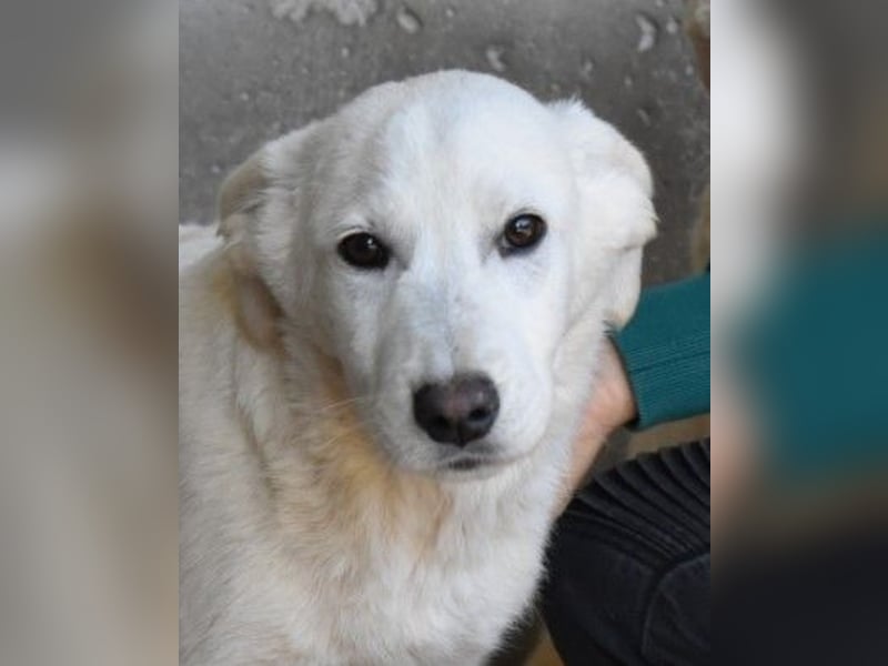 Roderico - Für diese traurige Geschicht...