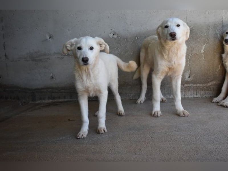Roderico - Für diese traurige Geschicht...