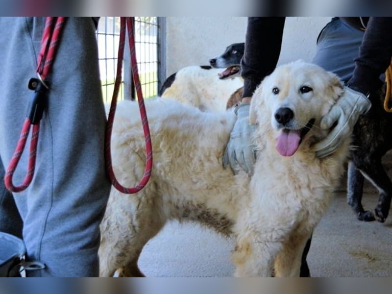 Imeria - Vielleicht bin ich dein leises Ja?