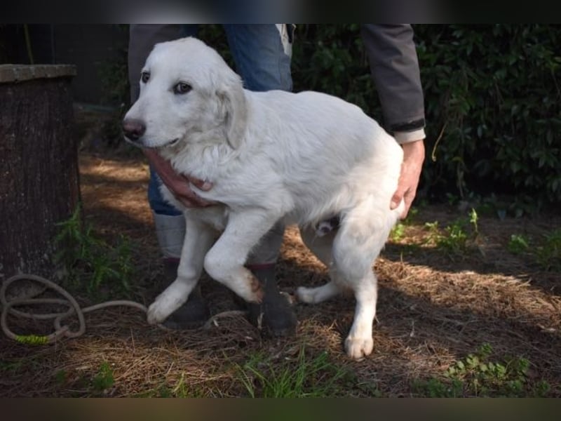 Sylvain - So jung und so chancenlos ...