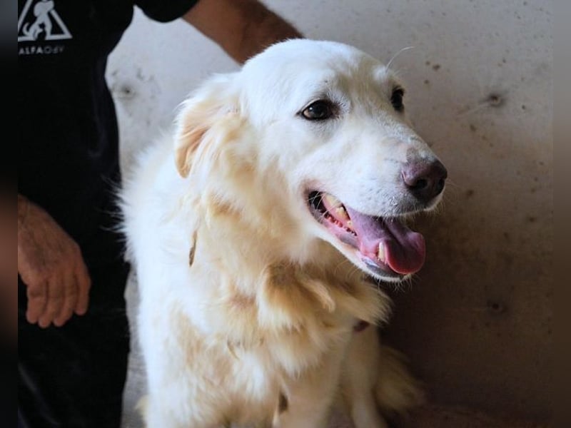 Harriette - weiß, es wird einmal ein Wunder gescheh'n