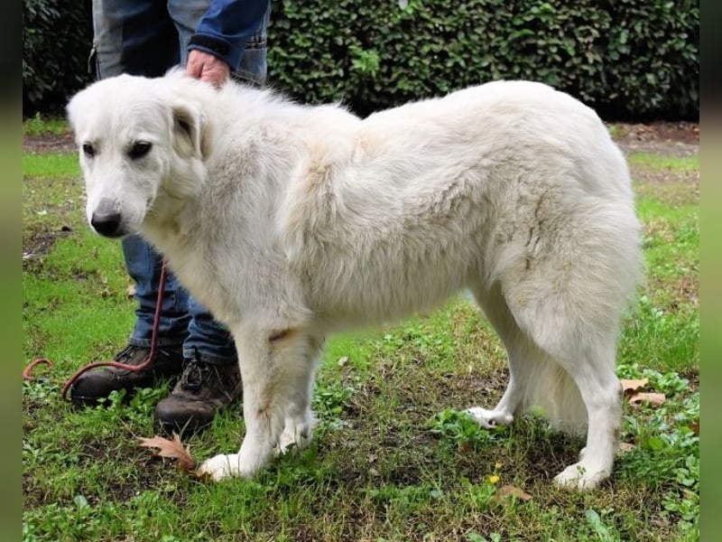 Ariotte - Weiße Schönheit liebt Menschen und sucht Dich!