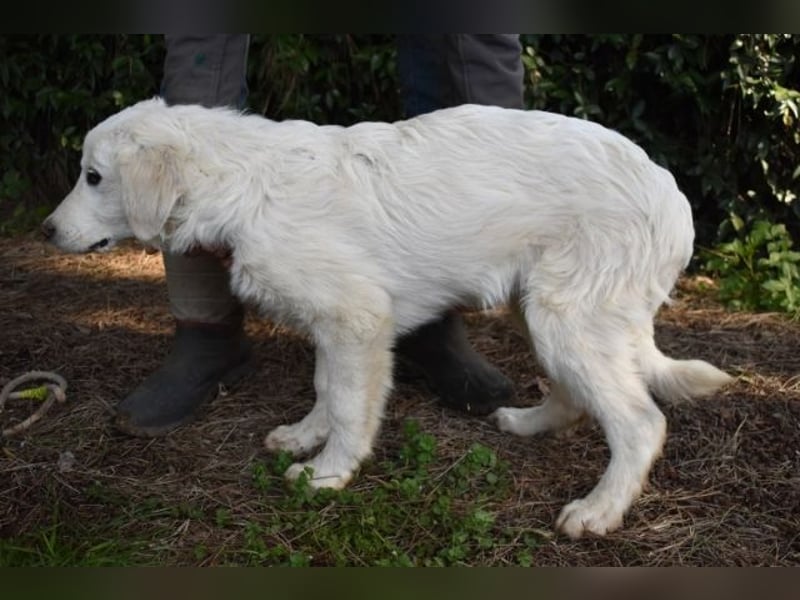 Syrio - So jung und so chancenlos ..