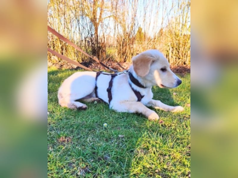 Neve - vorsichtig, anhänglich und bereit zu vertrauen