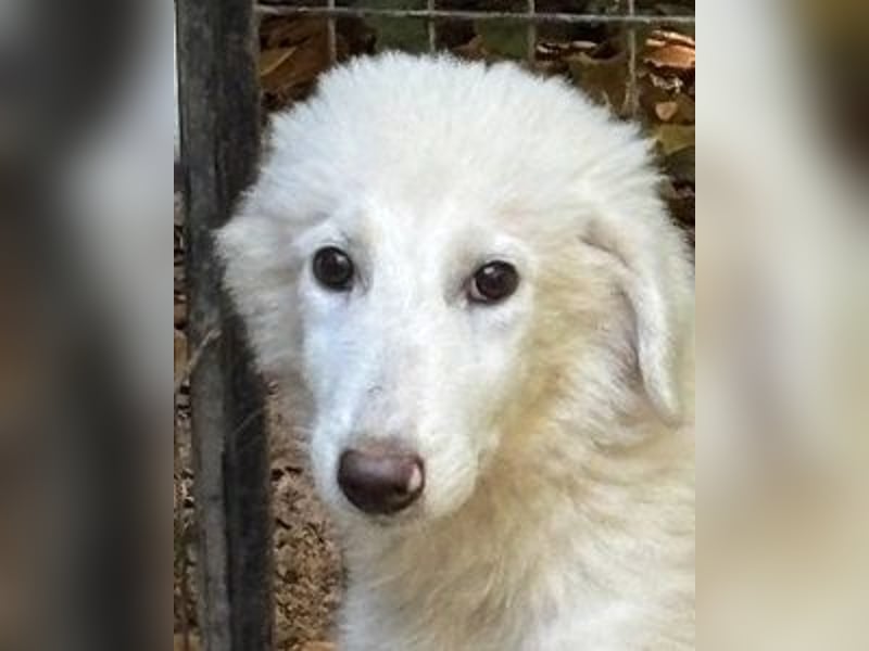 Calendula - Was noch nicht ist, kann immer noch werden!