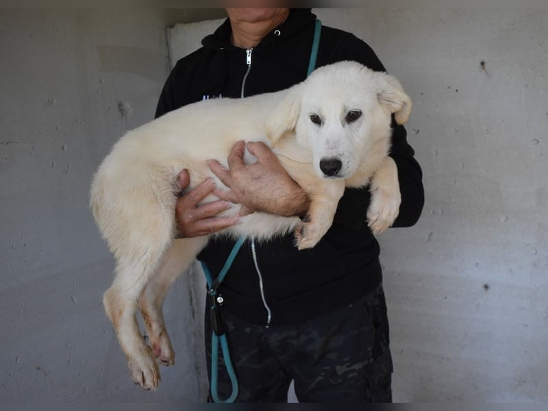 Ryther - Für diese traurige Geschicht...