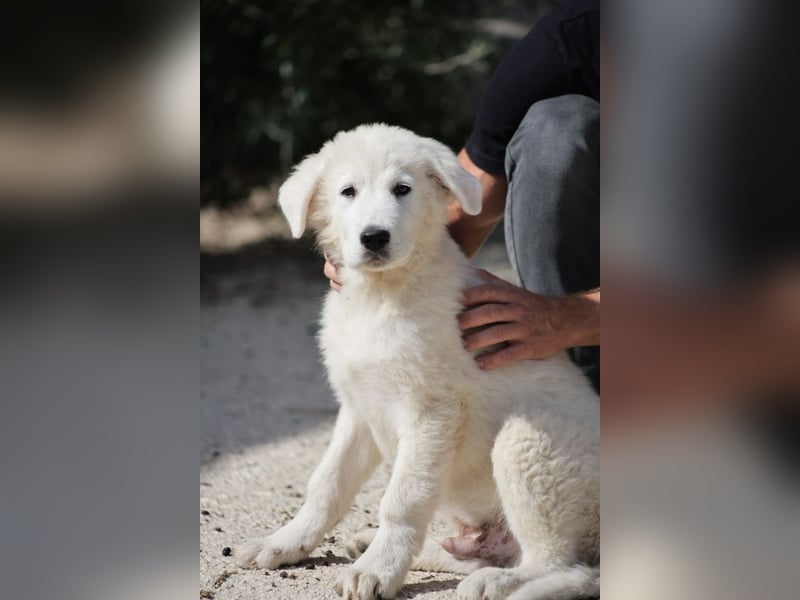 Fiete - der vergessene Hundejunge