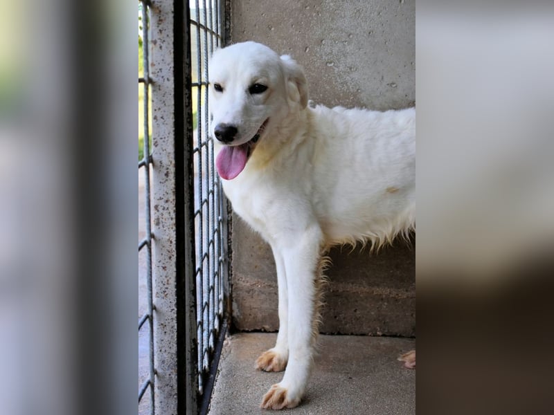 Habriel - weiß, es wird einmal ein Wunder gescheh'n