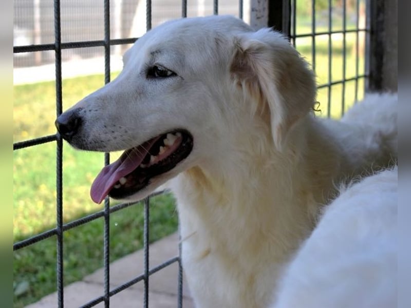 Harriette - weiß, es wird einmal ein Wunder gescheh'n