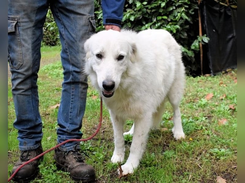 Ariotte - Weiße Schönheit liebt Menschen und sucht Dich!