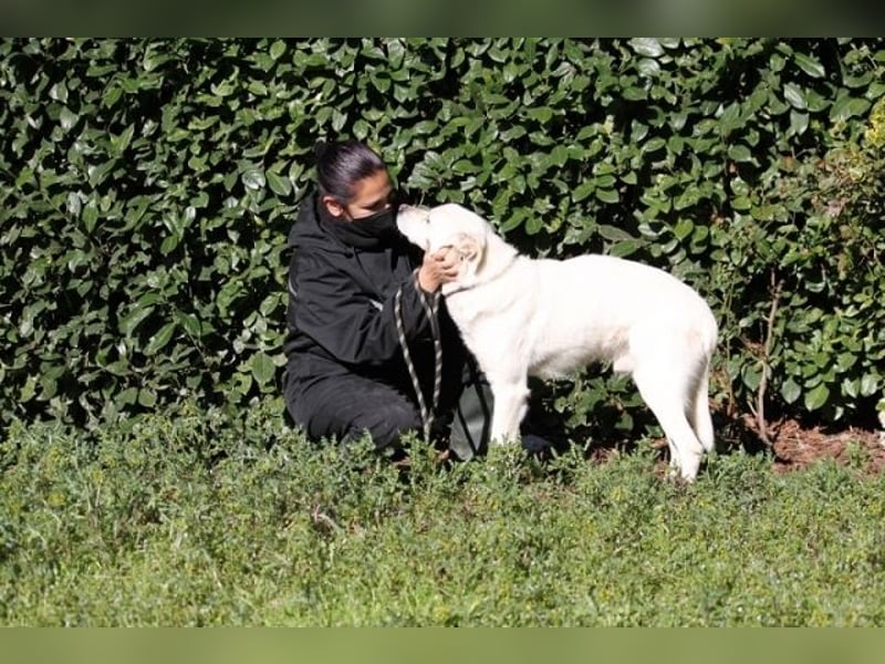 Talete - NOTFALL - Wenn man ehrlich ist