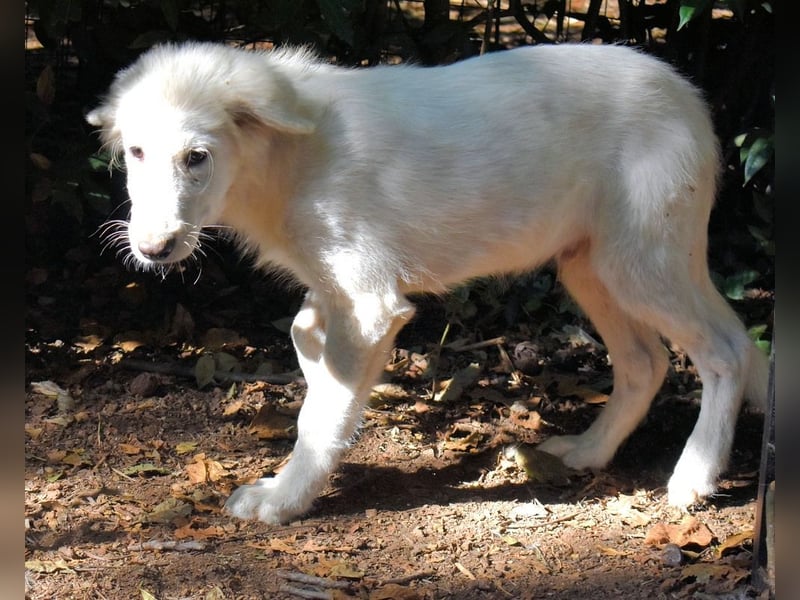 Cedro - Verständnis, Liebe & Geduld!