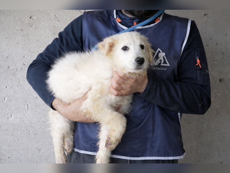 Calira - SOS - Weiß jemand, was aufpassen eigentlich heißt?