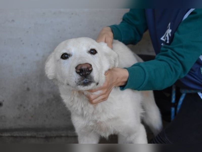 Rionel - Für diese traurige Geschicht...