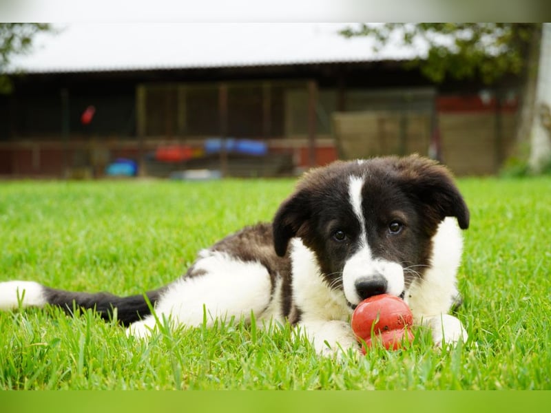 Uriel -  Zeigst du mir den Weg?