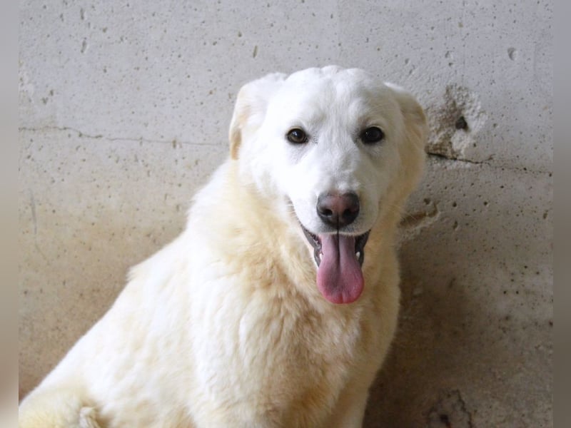 Roderico - Für diese traurige Geschicht...