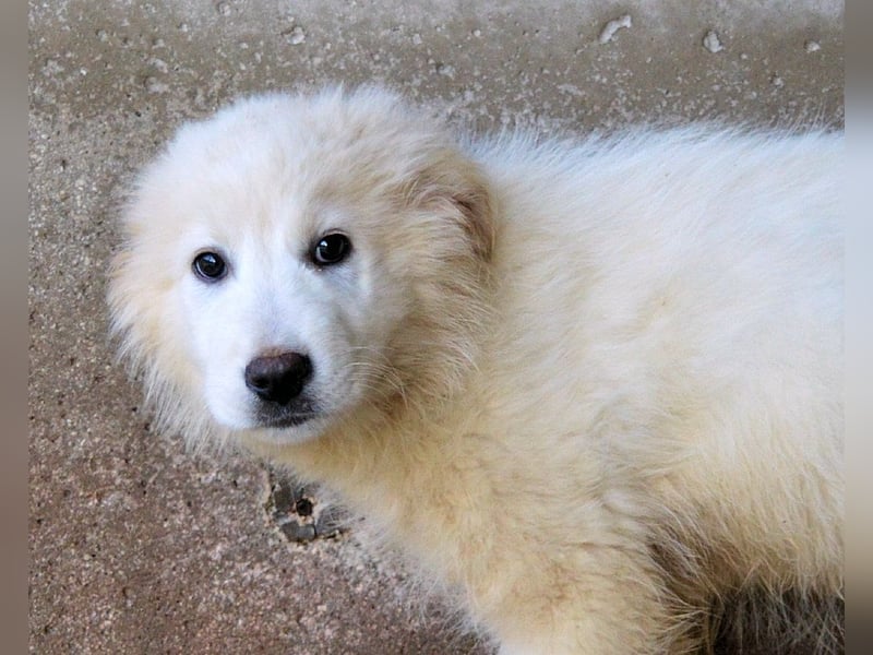 Cairox - SOS - Weiß jemand, was aufpassen eigentlich heißt?