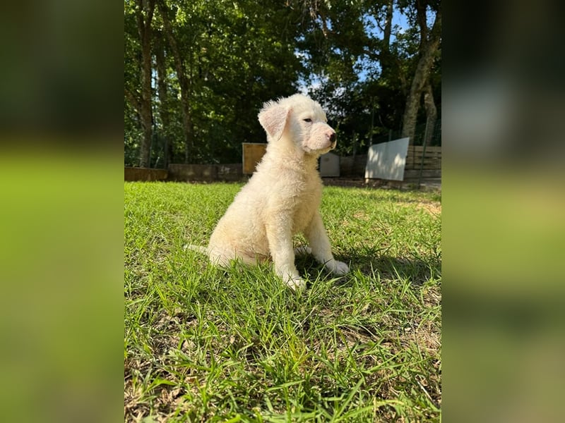 Boss - So viel Abenteuerliches...