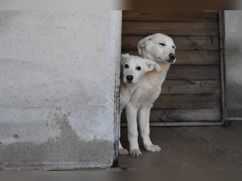 Roderico - Für diese traurige Geschicht...