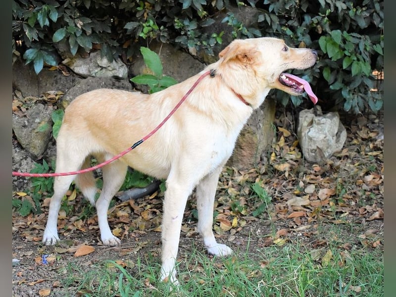 Admeto - Nur ein Wunsch: endlich nach Hause!