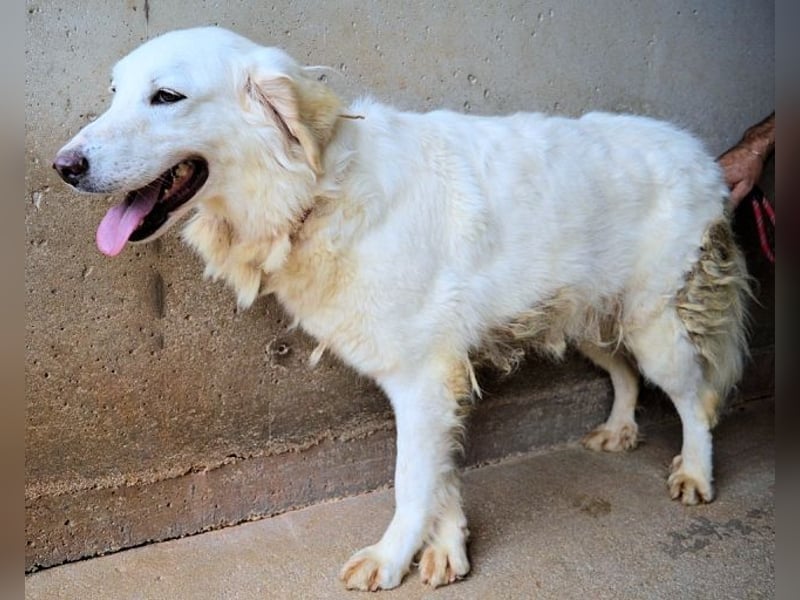 Harriette - weiß, es wird einmal ein Wunder gescheh'n