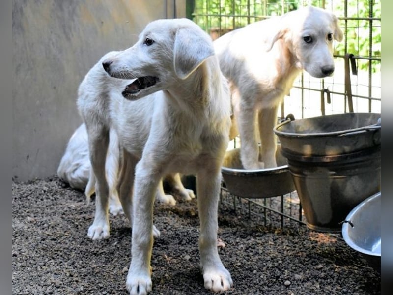 Ravelyn - Weiß, klug und wunderschön