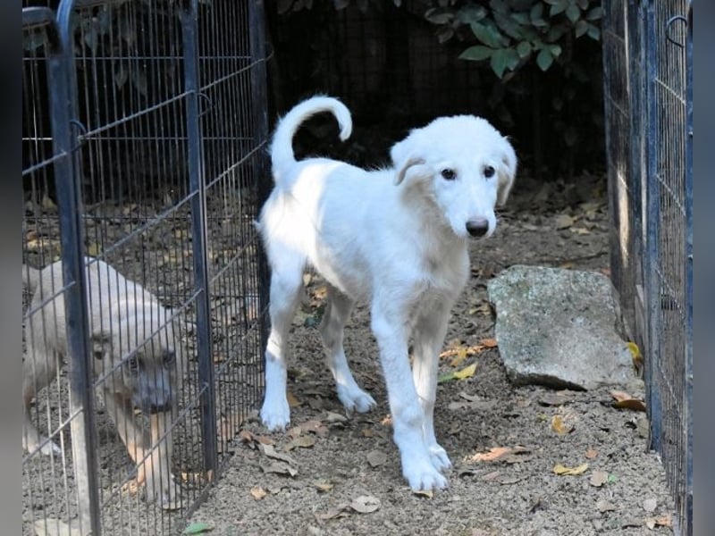 Calendula - Was noch nicht ist, kann immer noch werden!