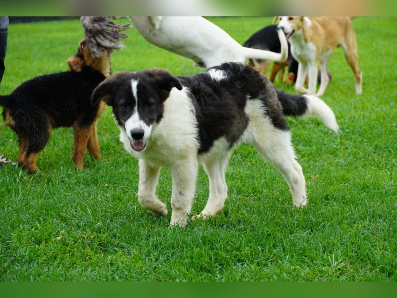 Uriel -  Zeigst du mir den Weg?