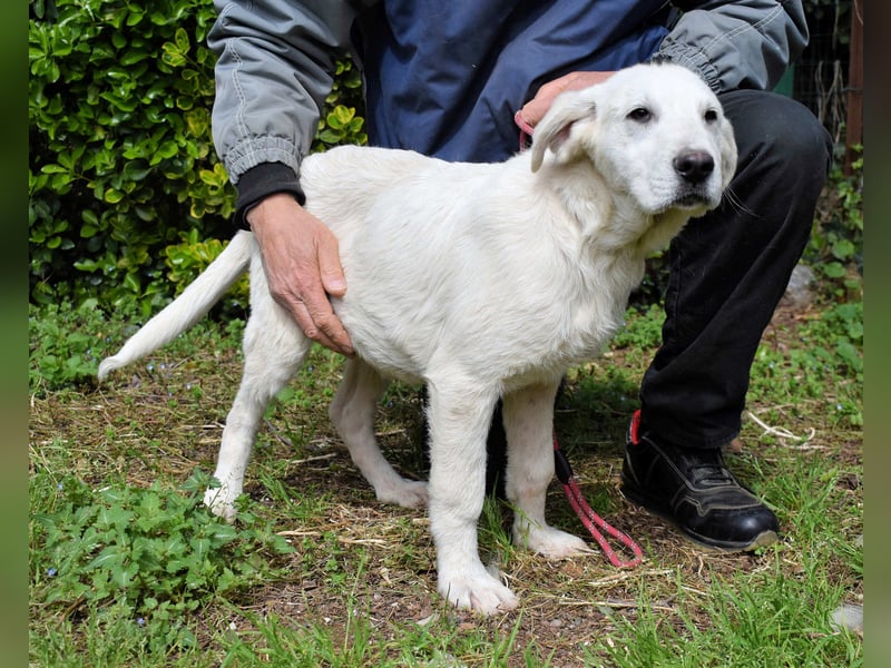 Hectorin - So kleine Herzen...