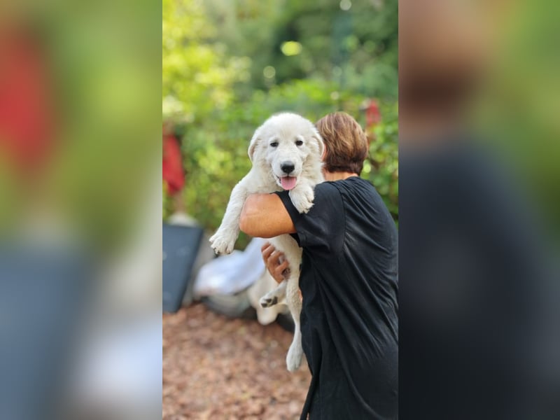 Fiete - der vergessene Hundejunge