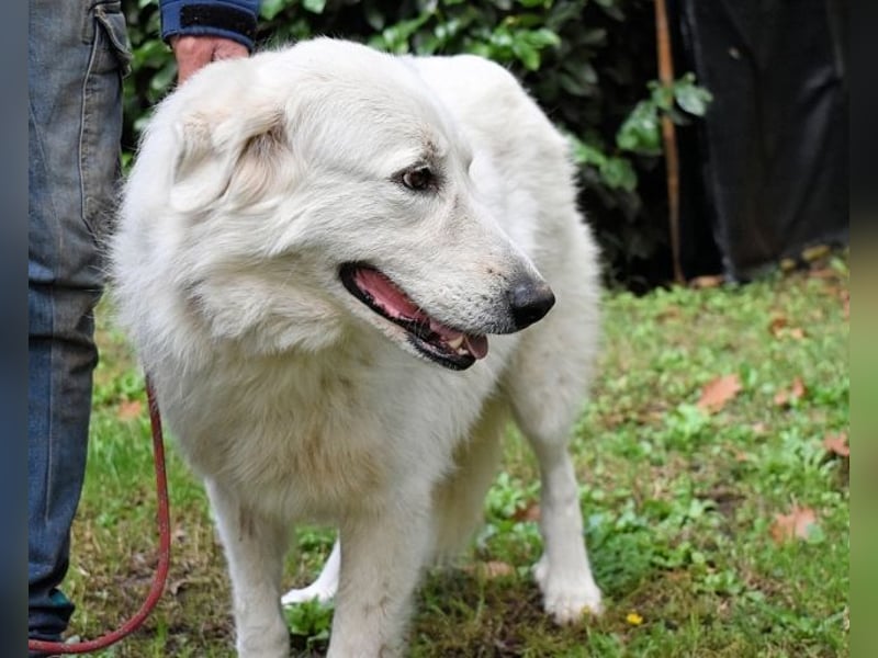 Ariotte - Weiße Schönheit liebt Menschen und sucht Dich!