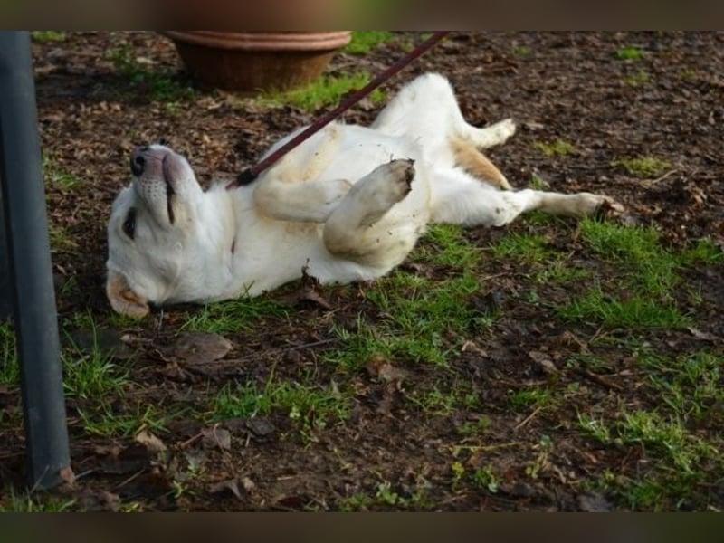 Admeto - Nur ein Wunsch: endlich nach Hause!