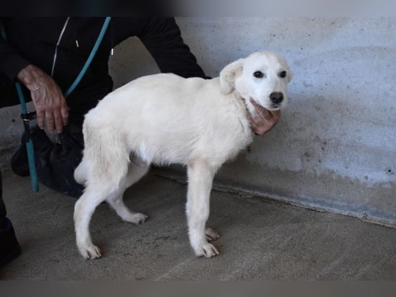 Roderico - Für diese traurige Geschicht...