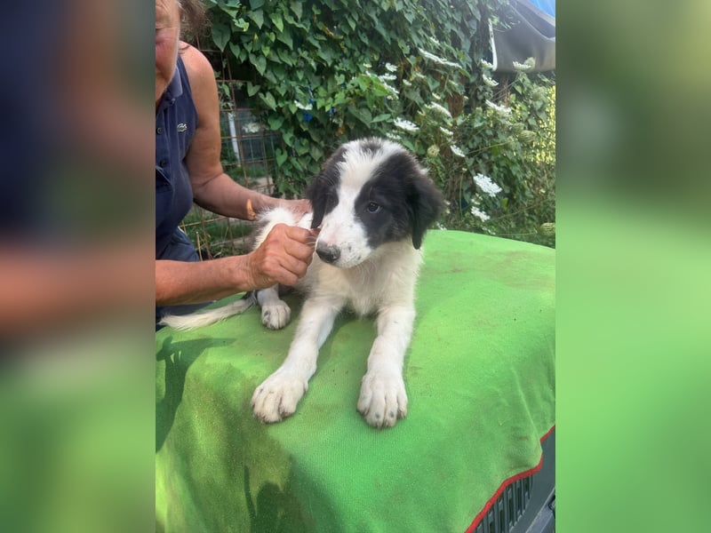 Ugo - (Dringend Zuhause oder PS gesucht!) Zeigst du mir den Weg?
